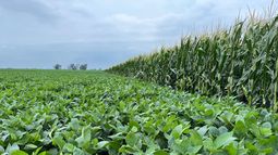 riego: como responden los suelos a diferentes calidades de agua
