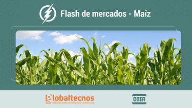 flash de mercados: informe de granos al 2/10/25 - maiz: caidas en el mercado de eeuu
