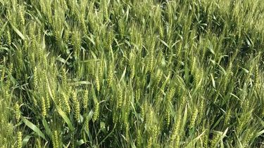 trigo: ensayos crea 2024/25 en la region sudoeste