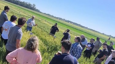 ensayos de cultivares de trigo y control de enfermedades en la region crea sur de santa fe