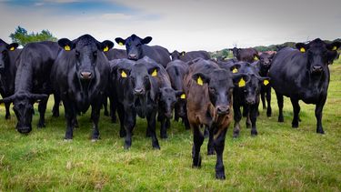 encuesta sea crea: los ganaderos lideran el optimismo en el agro