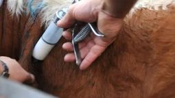 sanidad animal: pautas para controlar sarna