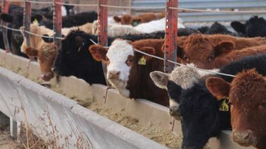 como producir carne con menos riesgos sanitarios