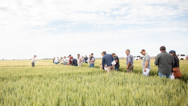 trigo en la region crea sur de santa fe: una campana dificil pero necesaria