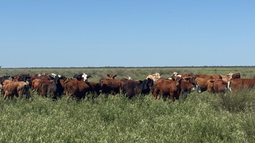 integracion agricola-ganadera: un estudio con registros de dat crea que muestra resultados muy interesantes