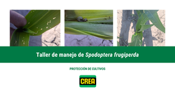 Taller Spodoptera frugiperda (cogollero)