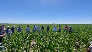 Resultados de ensayos cultivo de maíz 2025/26 región CREA Litoral sur
