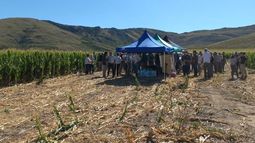 maiz: resultados de ensayos 2023/24 en sudoeste