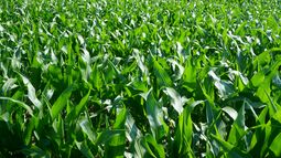 cultivo de maiz: como producir en una maceta