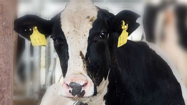 sector lacteo: ¿que va a pasar con el precio de la leche?