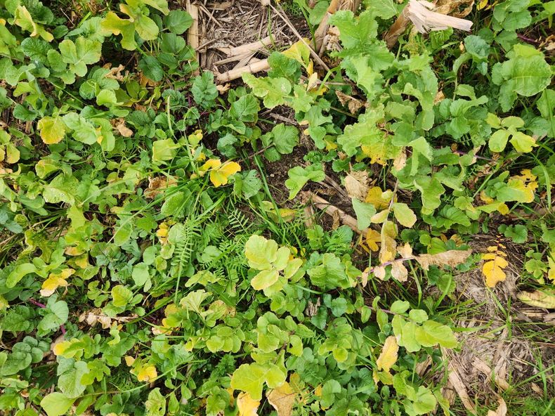 El manejo combina especies leguminosas como vicia villosa, gramíneas como avena strigosa, raigrás y triticale, y rabanito forrajero.