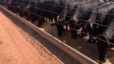 Feedlot con vacas ganadería nota antobióticos