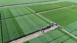 trigo 2025/26: pautas para encarar una campana compleja y un factor que puede cambiar todo