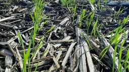 fertilizacion super eficiente: la clave del cultivo de trigo 2026/27