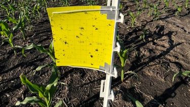 avances de la red nacional de trampas de monitoreo de la chicharrita del maiz