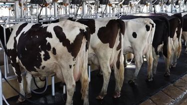 intensificacion y sostenibilidad en sistemas productivos lecheros de uruguay