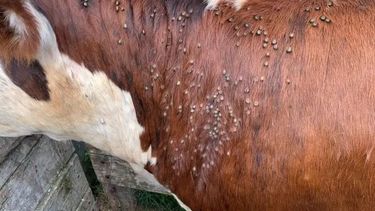 garrapata: un desafio sanitario que requiere un manejo integral