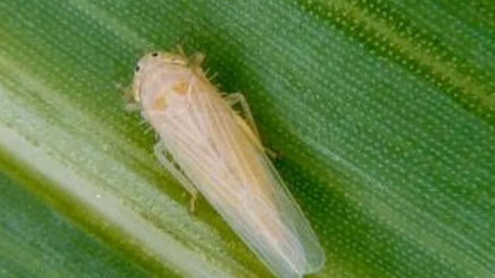 chicharrita.JPG