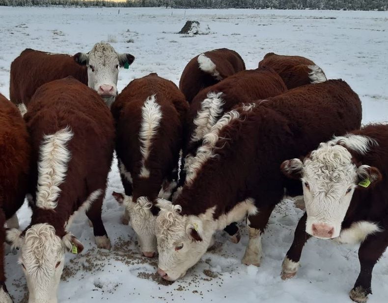 Hereford en Tierra del Fuego