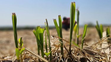 huella de carbono ¿cual fue el resultado de la primera medicion realizada en sistemas agricolas pampeanos?