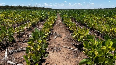 Sorgo limitantes salinidad suelos
