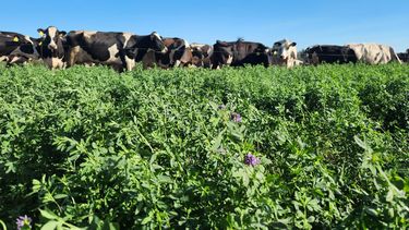 El establecimiento gestiona un tambo pastoril con suplementación, con un rodeo de 600 vacas en ordeñe, donde se está implementando una estrategia eficaz de fertilización y recomposición de suelos.
