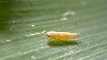 chicharrita del maiz: sorpresas con los analisis de insectos infectados con spiroplasma