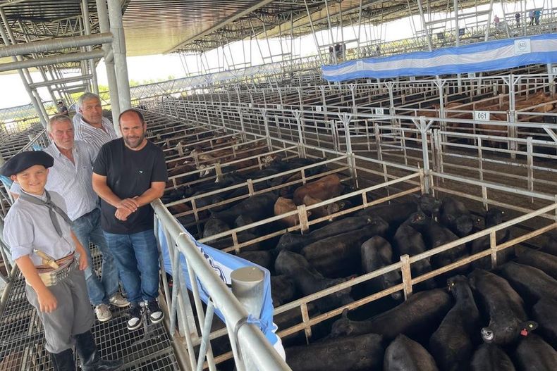 La hacienda de Marchi es muy valorada en el Mercado Agroganadero de Cañuelas