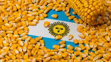 ¿cual es la competitividad del maiz frente a la devaluacion?