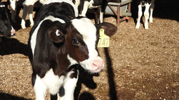 sanidad animal: estado de situacion y aspectos de mejora en los planes de lucha contra la brucelosis y tuberculosis bovina