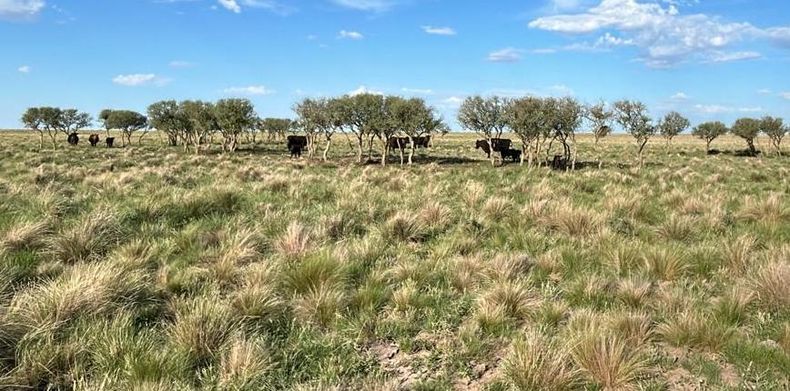 La agricultura por ambientes también abrió nuevas posibilidades para el aprovechamiento forrajero del cultivo.