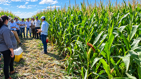 Resultados de ensayos cultivo de maíz 2025/26 región CREA Chaco santiagueño