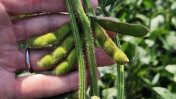 brechas de rendimiento en el cultivo de soja: una metodologia para buscar nuevos techos productivos