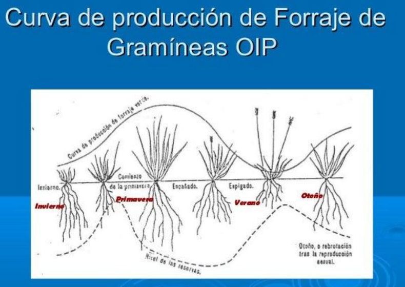Curvas de crecimiento especies perennes predominantes en la región Semiárida.