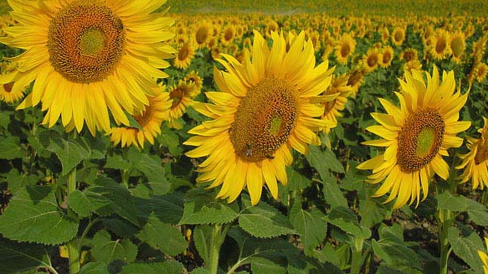 Girasol.PNG
