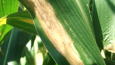 sanidad del maiz: claves contra roya comun y tizon foliar