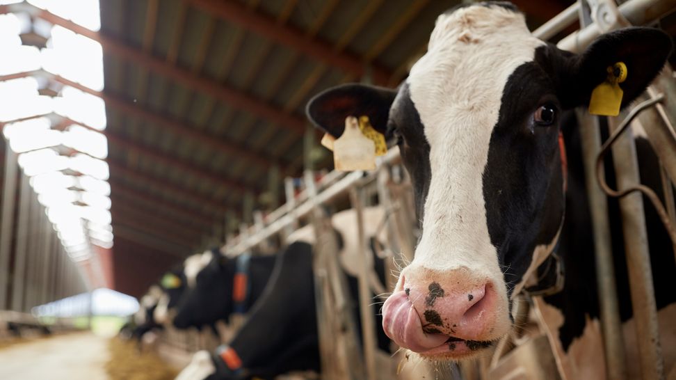 q-fever-cattle