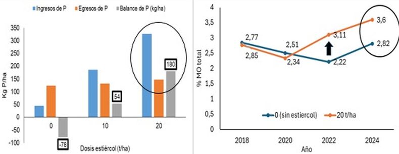 Figura 2. Izquierda: Balance aparente de fósforo en el suelo de parcelas con estiércol (10 y 20 t/ha) y sin estiércol (0). Derecha: Porcentaje de materia orgánica (MO) total del suelo en parcelas con 20t/ha de estiércol y sin estiércol (0) desde el 2018 al 2024.