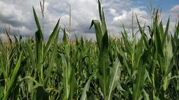 cultivo de maiz en ambientes marginales: como alcanzar el maximo potencial