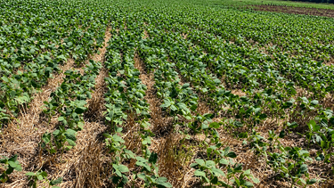 Cultivo de soja ensayos región 2025/26 CREA Mar y sierras&nbsp;